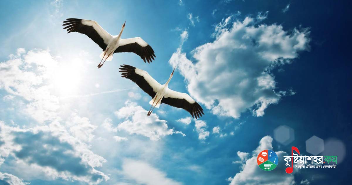 হাওয়ার পাখি ফিরে না আর যদি চলে যায়