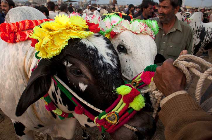 ঈদ উল আযহা ২০১৪