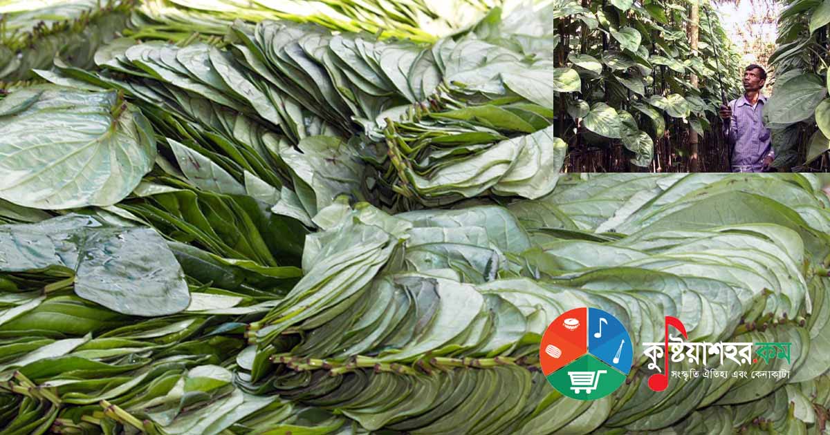 কুষ্টিয়ার ঐতিহ্যবাহী পান পাতা 