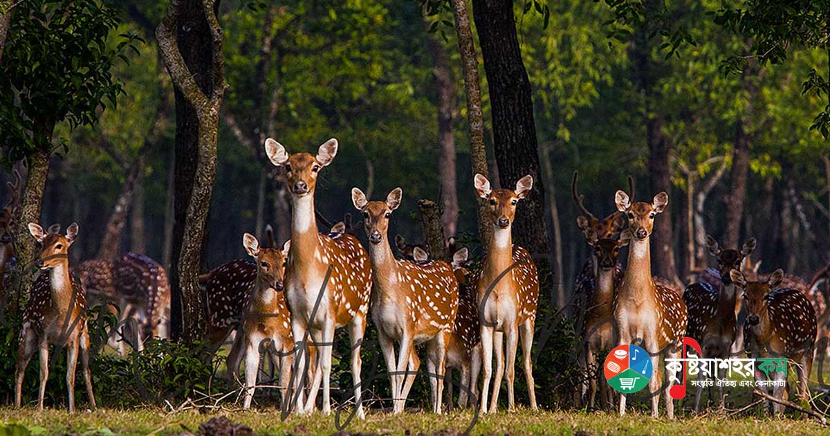 নিঝুম দ্বীপ