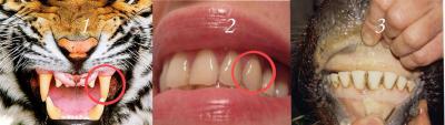 teeth copy Medium